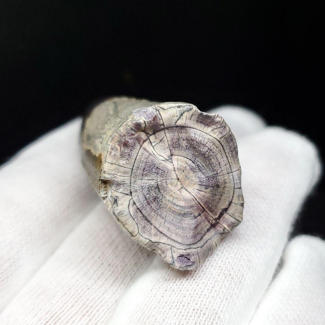 希少 スコミムス 化石 本物 ニジェール産 42.66mm sc3