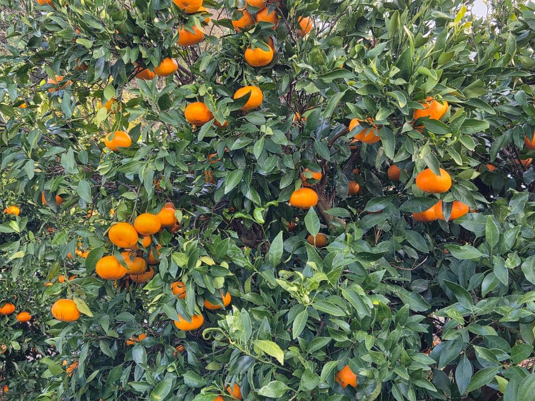 甘平10kg　愛媛　中島産