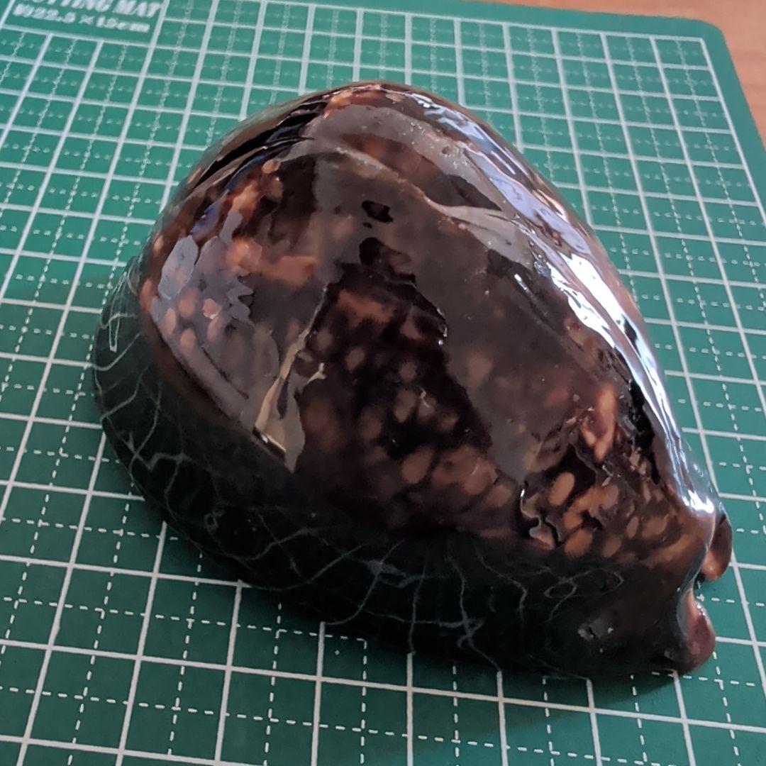 ハチジョウダカラ　５