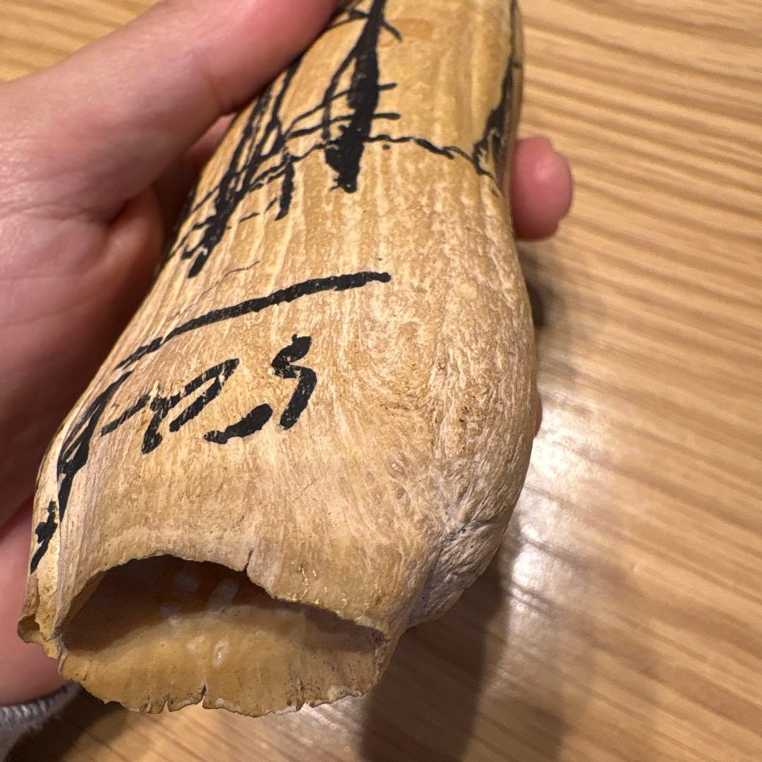 マッコウクジラの歯 382g 鯨牙 鯨歯 歯牙 天然素材 歯 印材