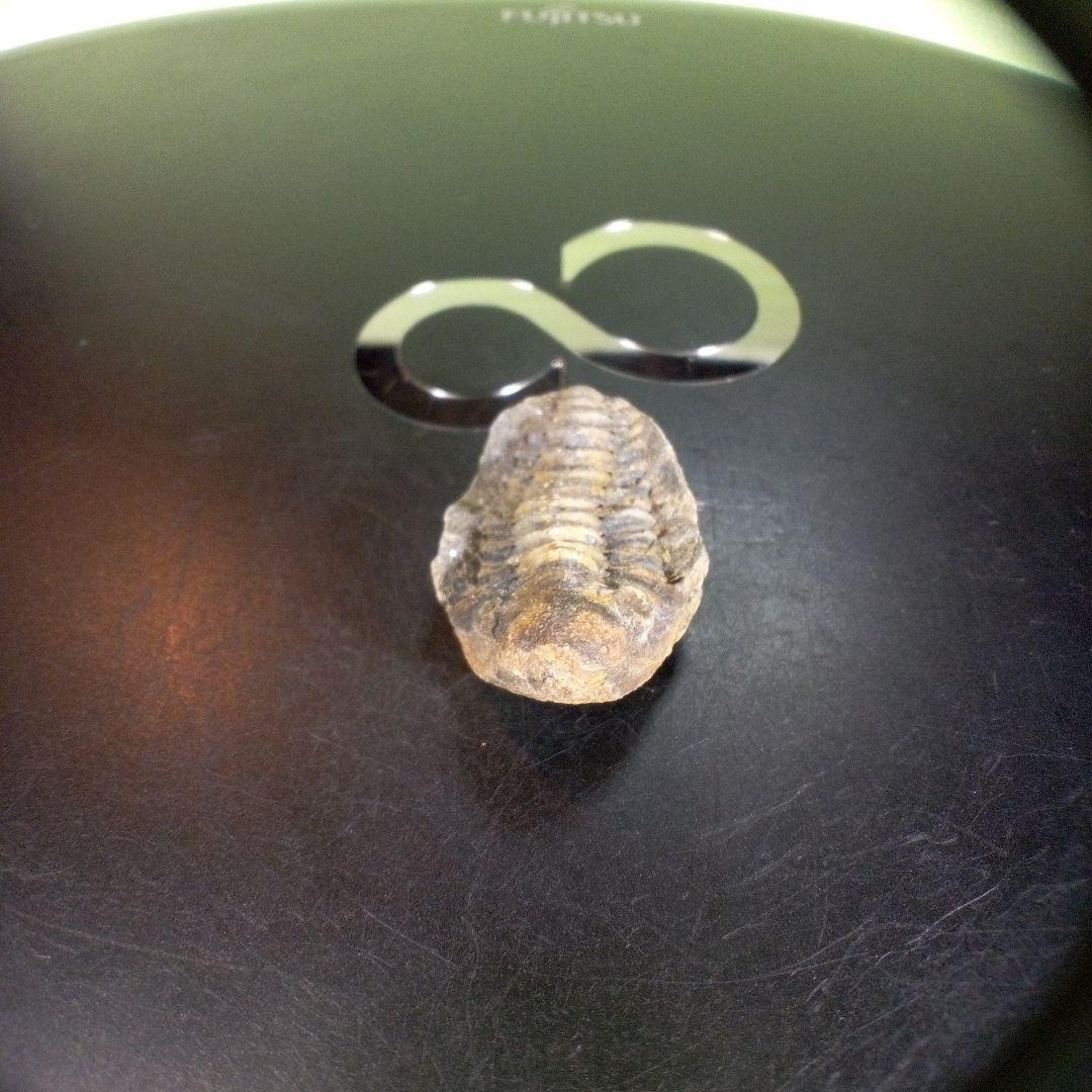 三葉虫　化石　fossil　ボリビア産　trilobite　海生動物個体⑥