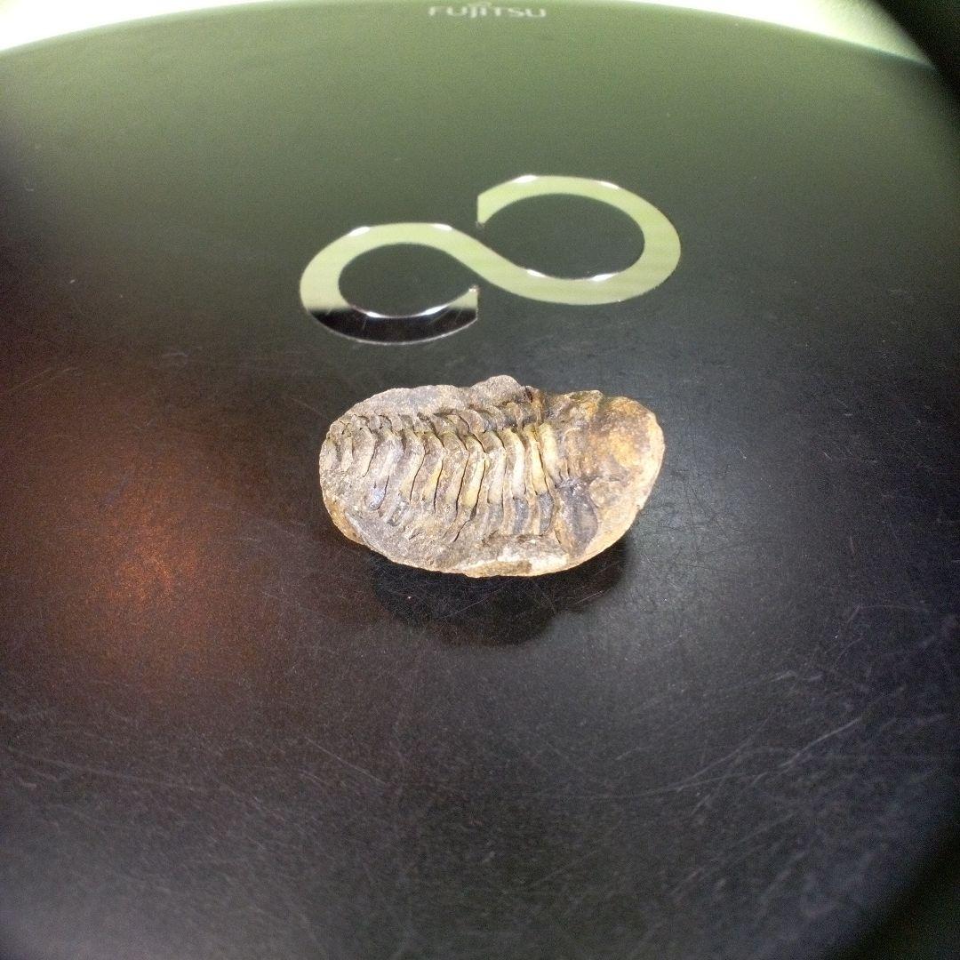 三葉虫　化石　fossil　ボリビア産　trilobite　海生動物個体⑥