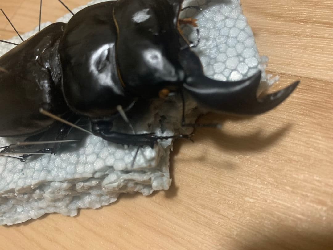 超大型アンタエウスオオクワガタ90.3mm ガントク 標本 死虫