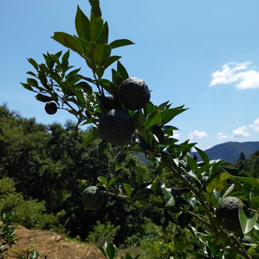 今だけ青柚子１５kg。ゆず胡椒、うどん、そば、刺身、酒、焼酎に！