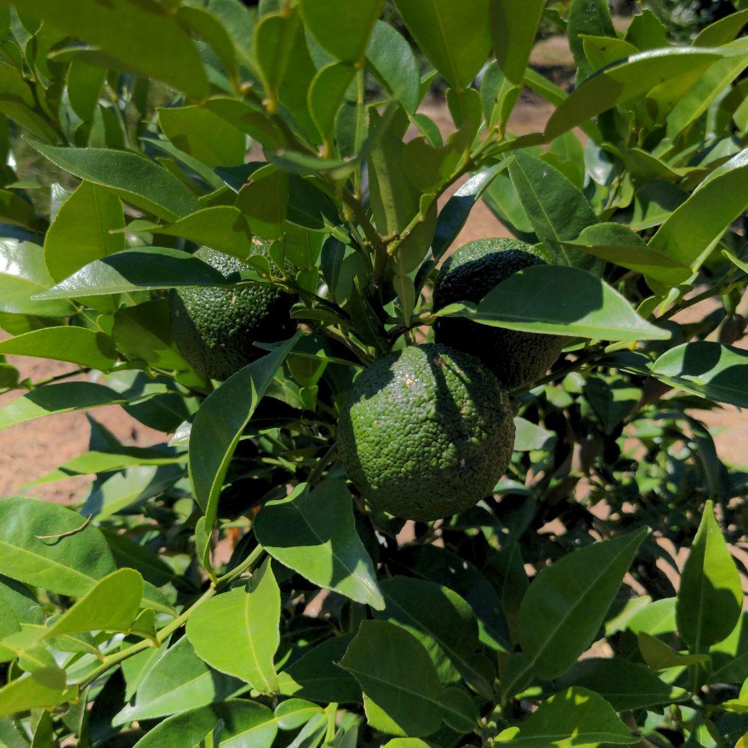 今だけ青柚子１５kg。ゆず胡椒、うどん、そば、刺身、酒、焼酎に！