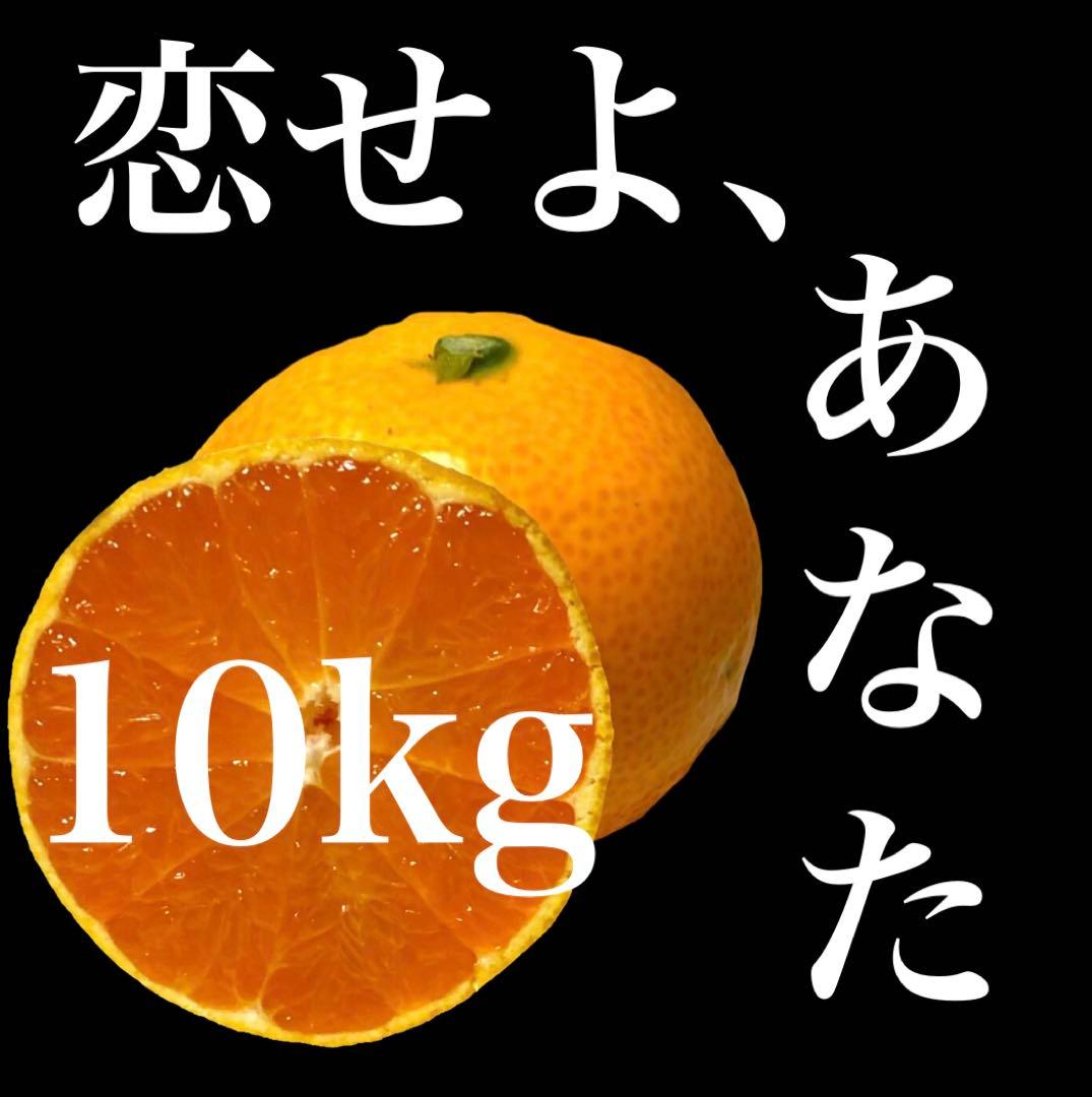 ビバちゃん　10kg