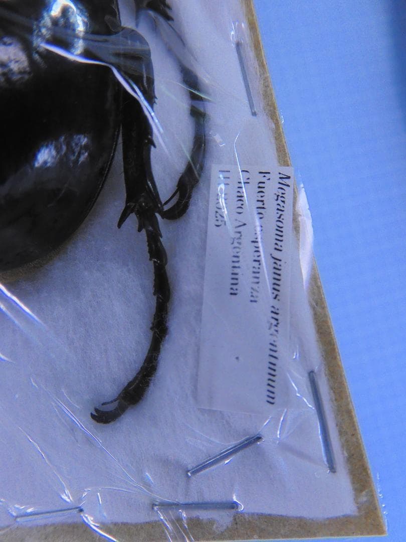 アルゼンチン産　ヤヌスゾウカブト　78mm