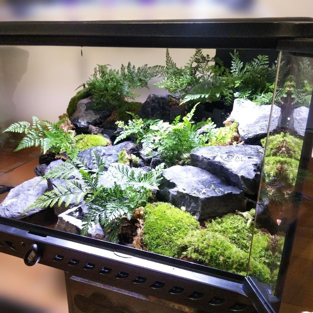 【受注生産】滝のあるアクアテラリウム　グラステラリウム 4530イモリウム