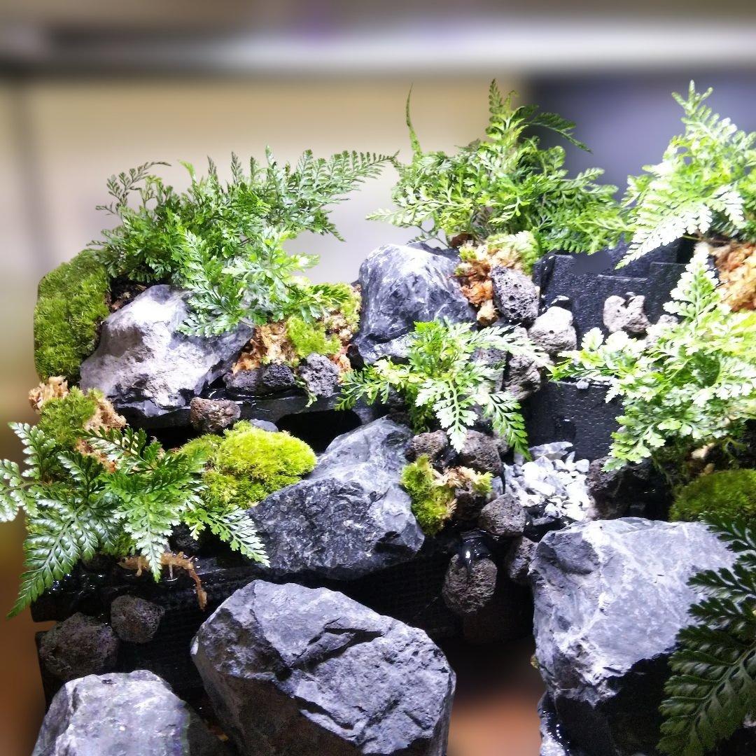 【受注生産】滝のあるアクアテラリウム　グラステラリウム 4530イモリウム