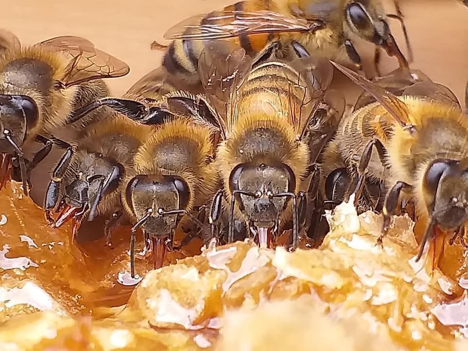 リピーター多数　国産百花蜜 梅酒瓶入り　おまけ付　生産者価格で大放出
