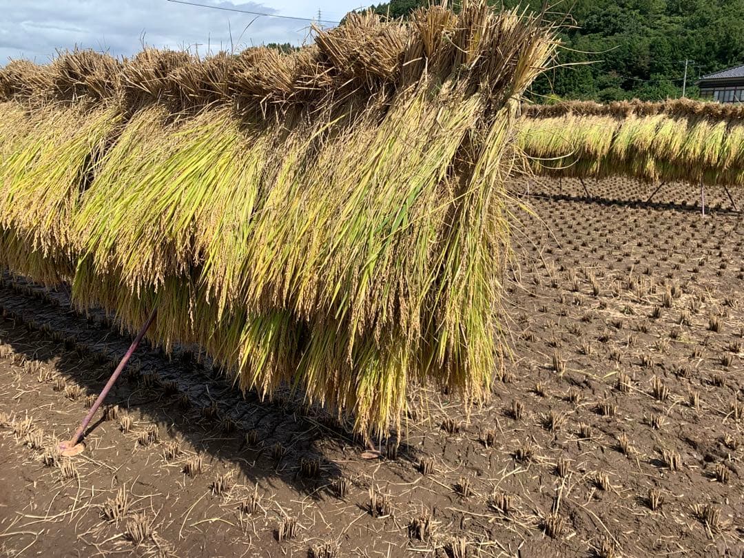 はぜ掛け米 令和7年度長野県産 天日干し　白米10キロ 籾保存米　一等米