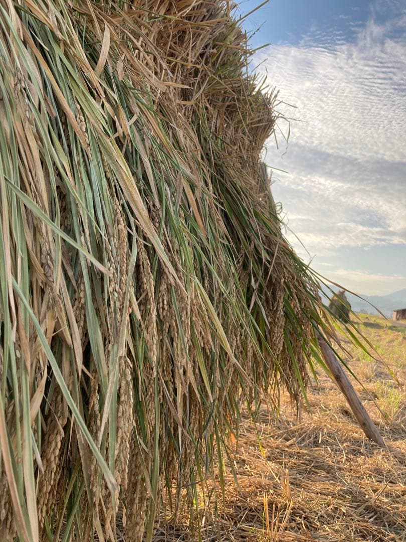 【 ニャンゴローさま専用 】 仕込味噌 5kg×2