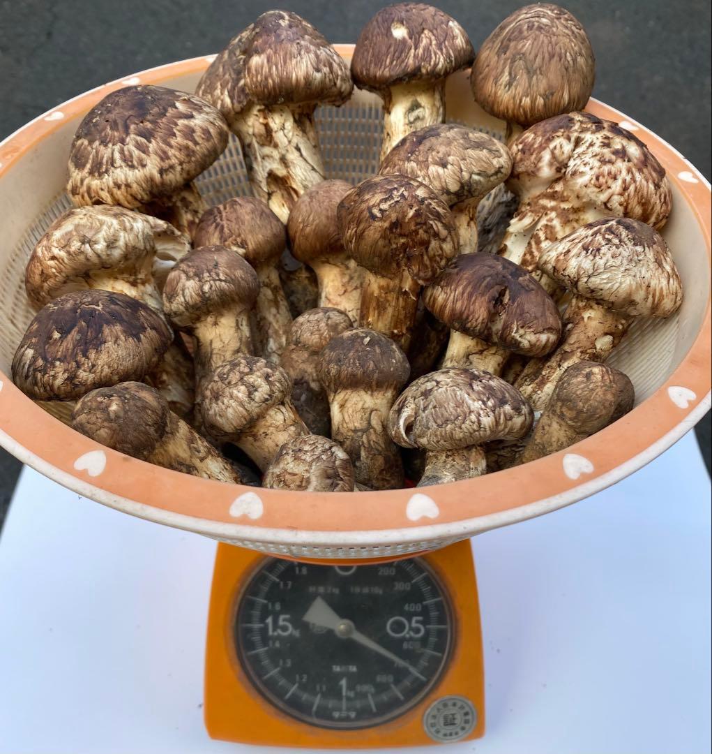 岩手県産松茸10/13日朝収穫 蕾、開きセット（総重量約1.1kg）