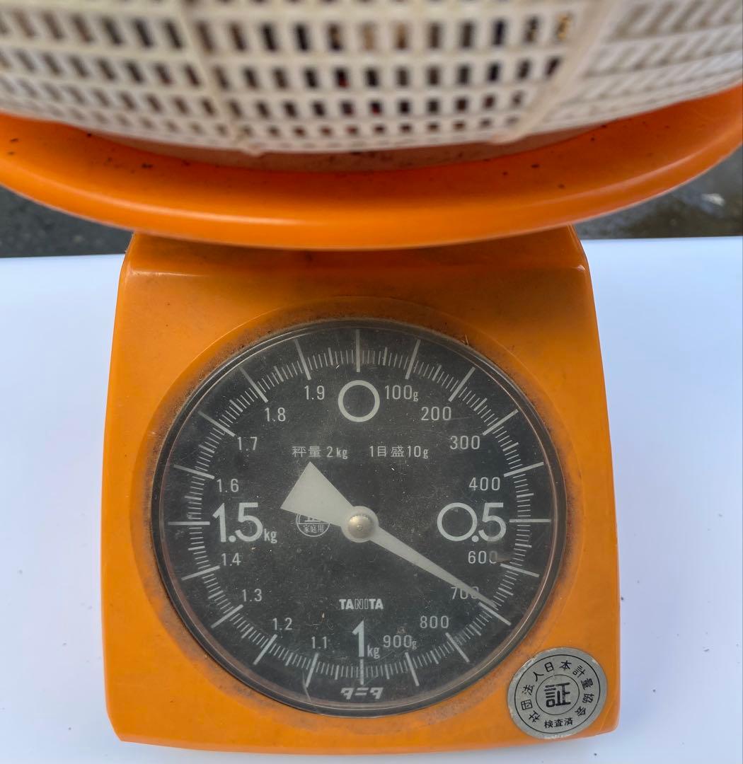 岩手県産松茸10/13日朝収穫 蕾、開きセット（総重量約1.1kg）