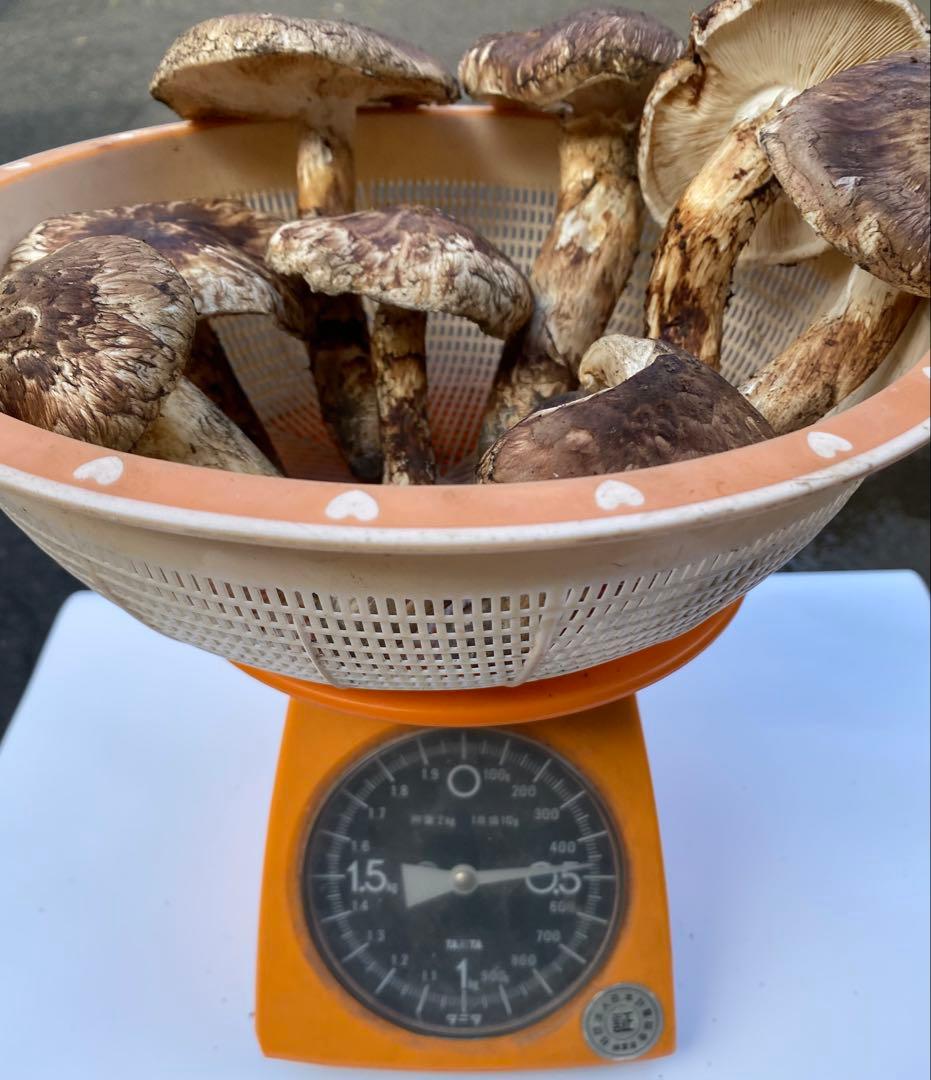 岩手県産松茸10/13日朝収穫 蕾、開きセット（総重量約1.1kg）