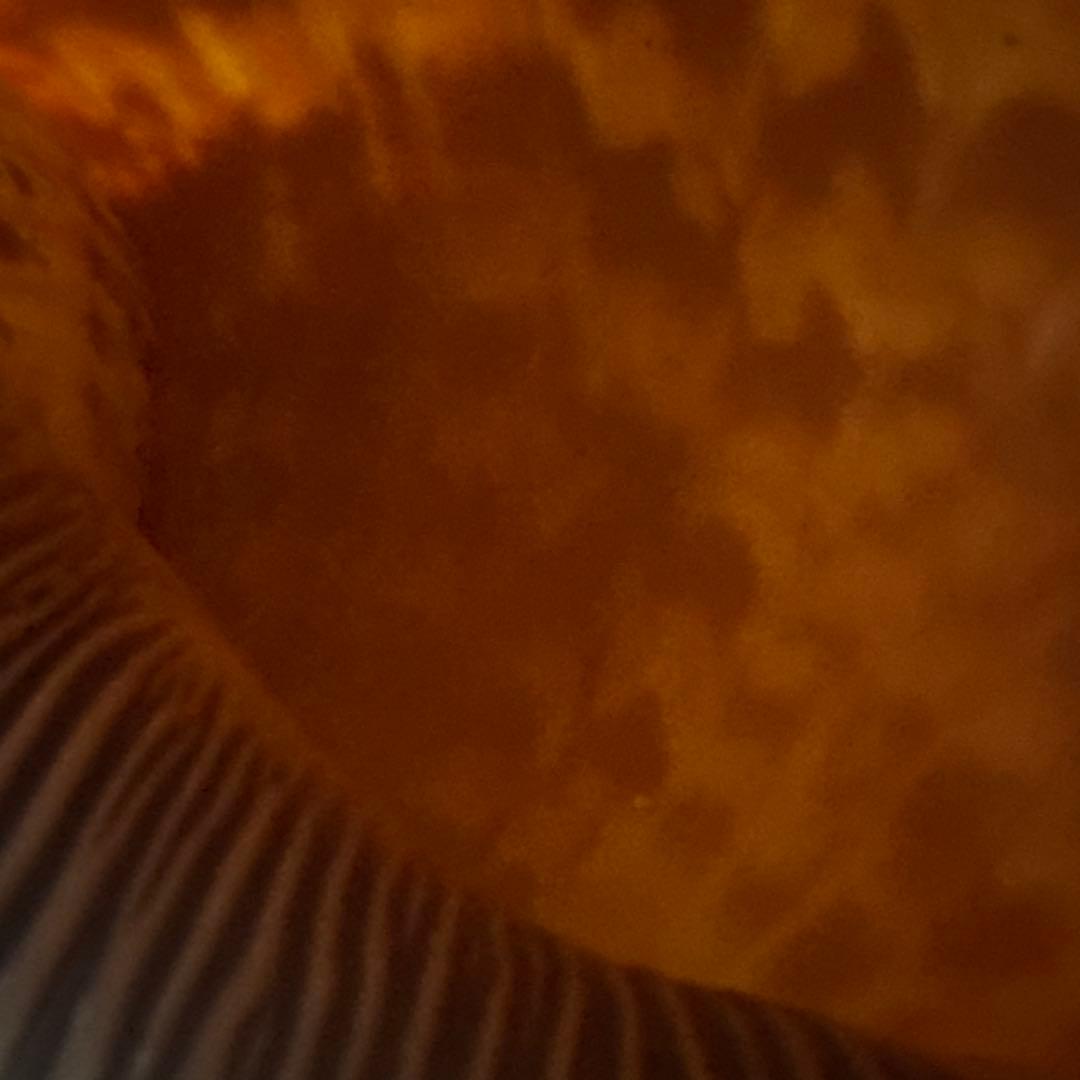 沖縄　法螺貝　貝殻楽器 中型　長さ40cm