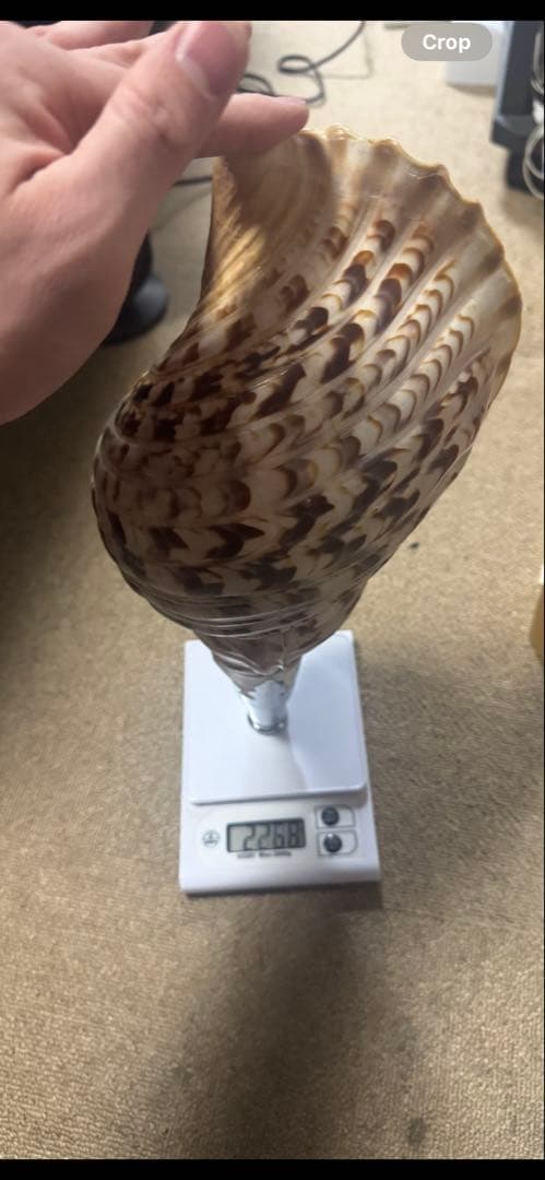 沖縄　法螺貝　貝殻楽器 中型　長さ40cm