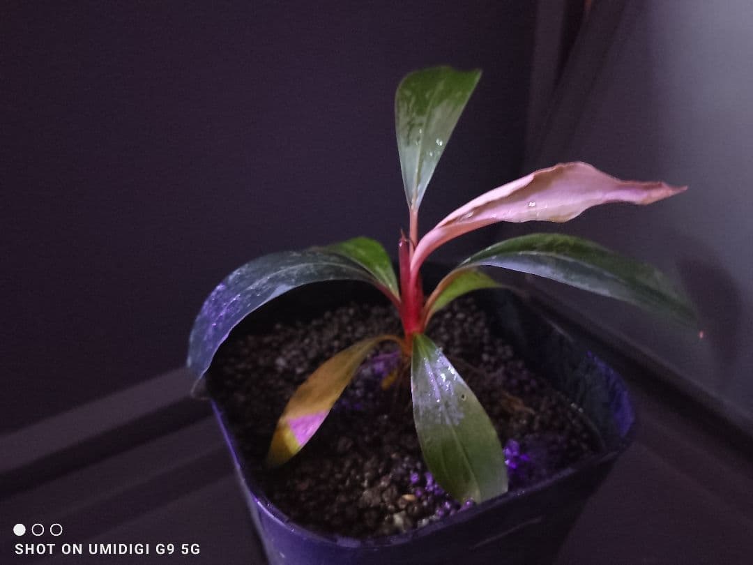 Buce sp. Mandau sg.Menterap ブセファランドラ