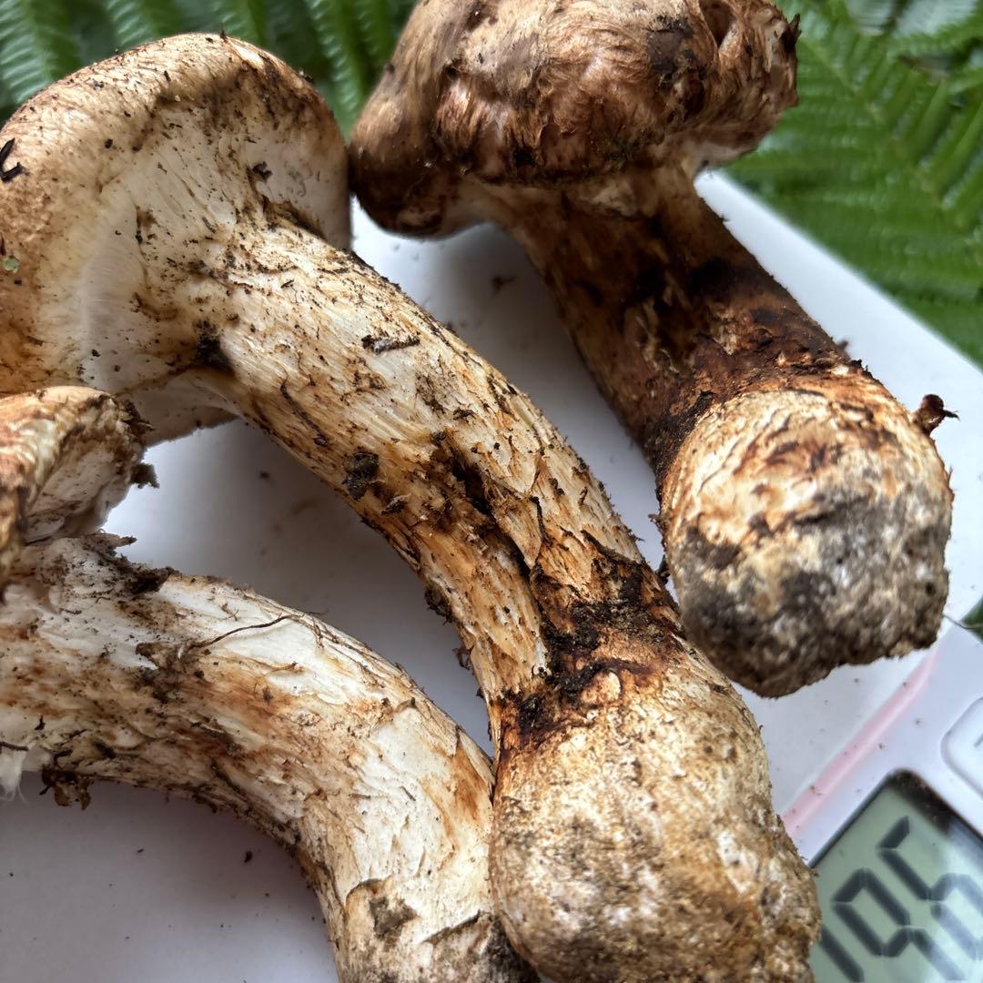 広島県産 松茸３本（196g）⑥