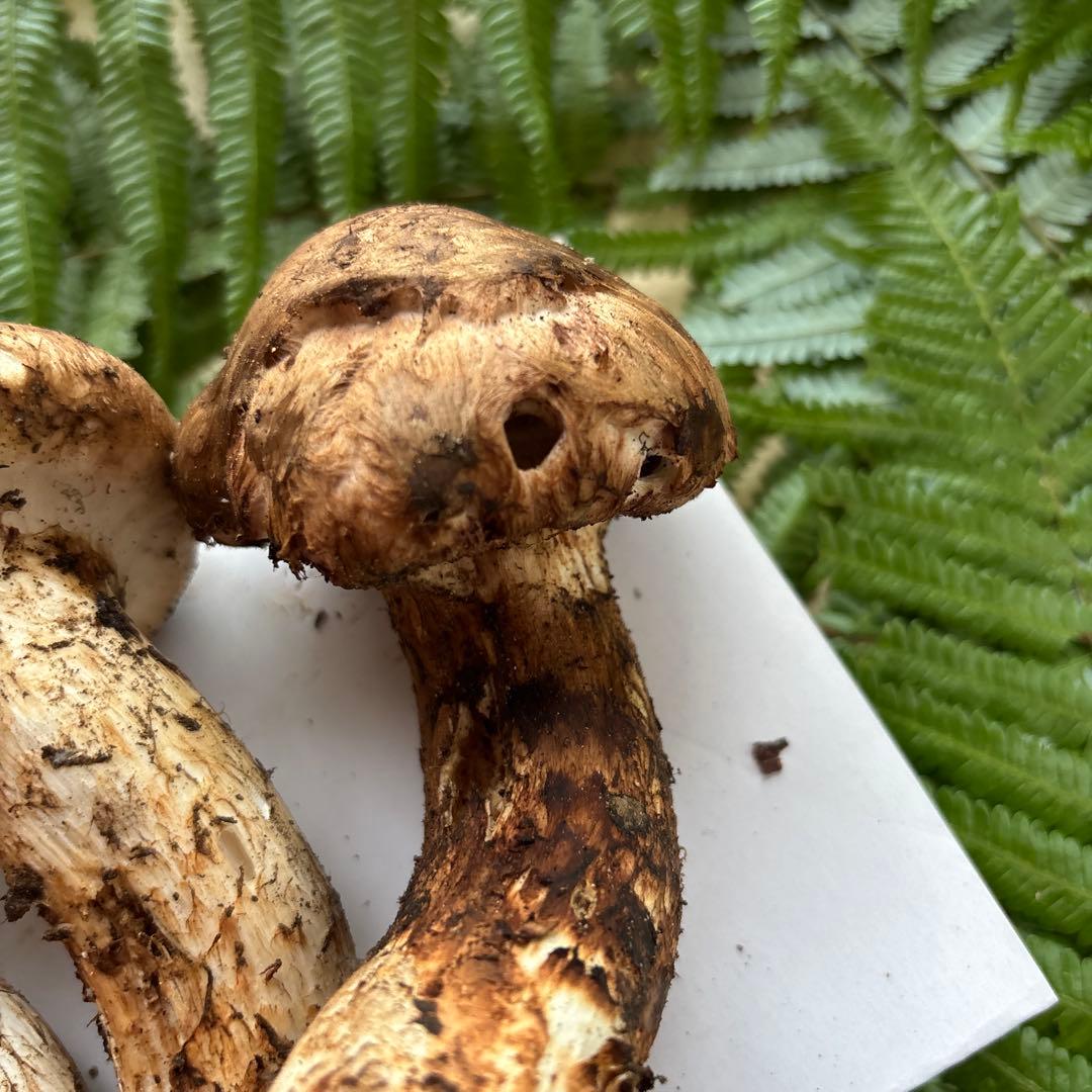 広島県産 松茸３本（196g）⑥