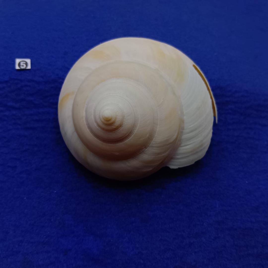 ❺-1貝標本ミナミノオキナエビス（蓋付）