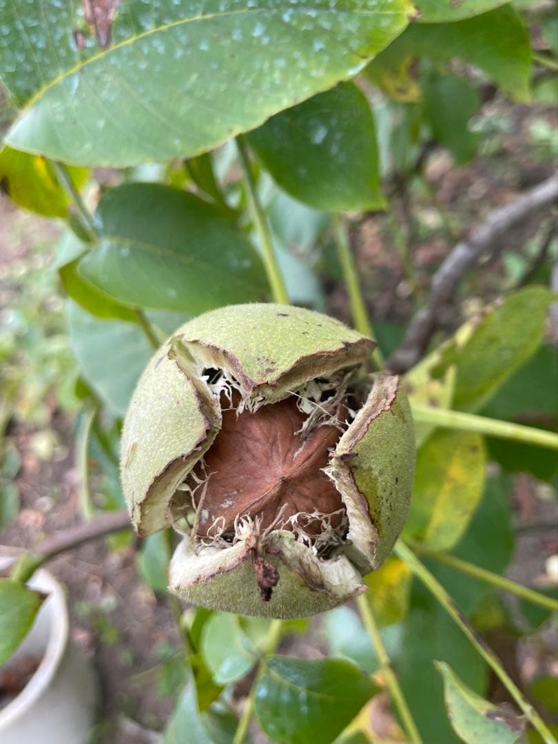 信濃くるみ【大きいサイズ】2キロ