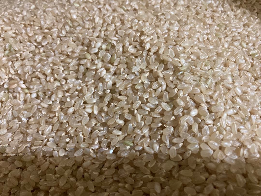 令和6年産コシヒカリ30キロ