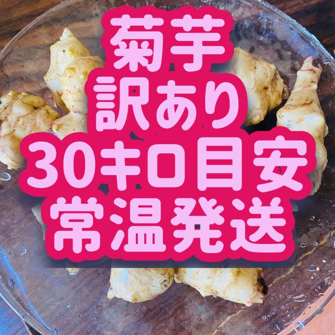 【訳あり】ほりたて菊芋　みかん箱3箱分相当詰めます！30キロ目安　常温発送