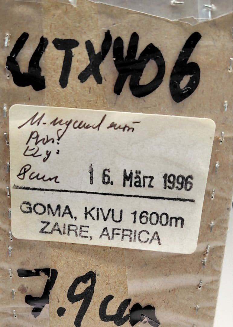 ウガンダオオツノハナムグリ 標本 ・ザイール産天然品7.9cm