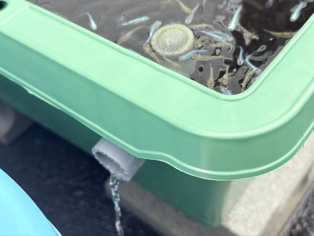 メダカ容器オーバーフロー水槽トロ舟80L 4個セットプラ舟 NVボックス メダカ