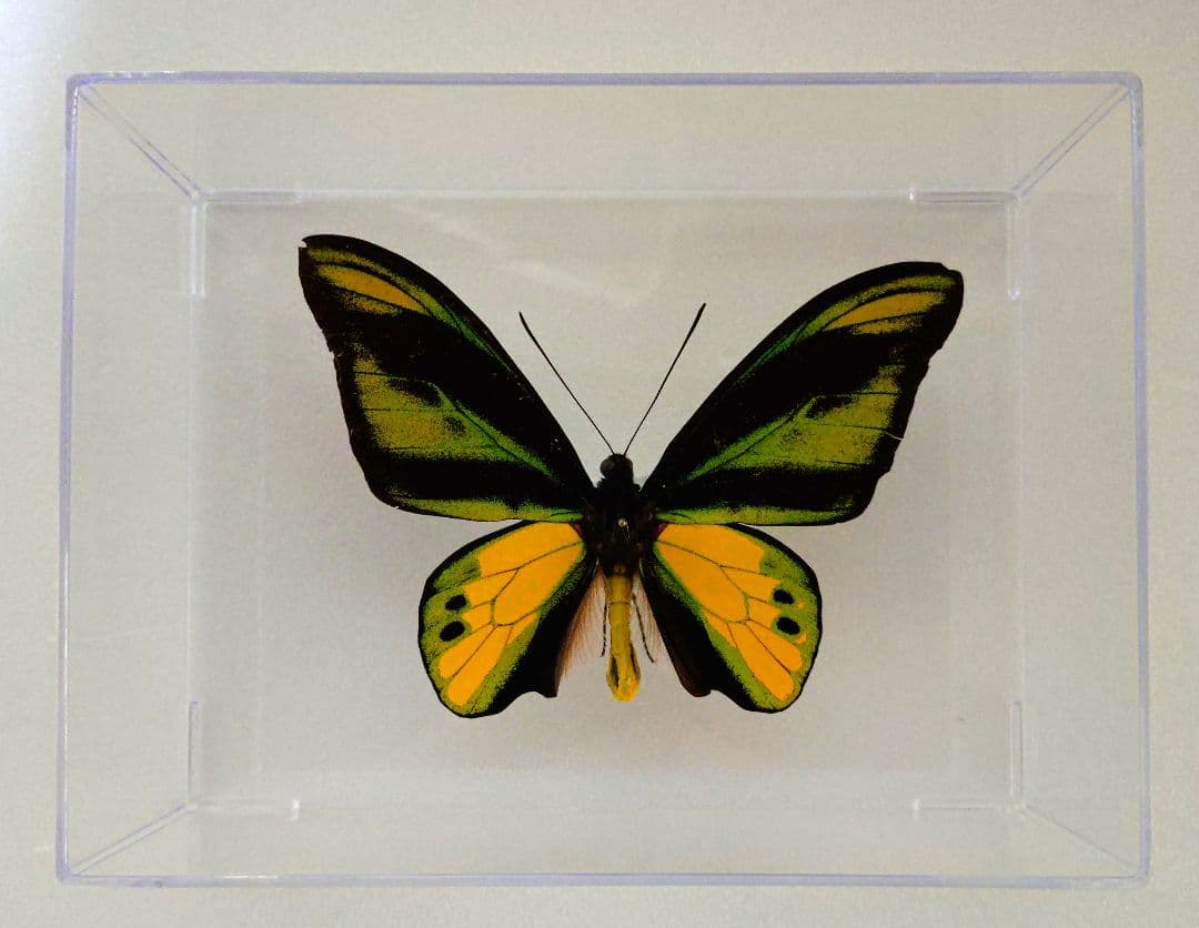 あ*ー様 外国産蝶標本‼️翔ぶ宝石♬美麗豪華キマエラトリバネアゲハアゲハ