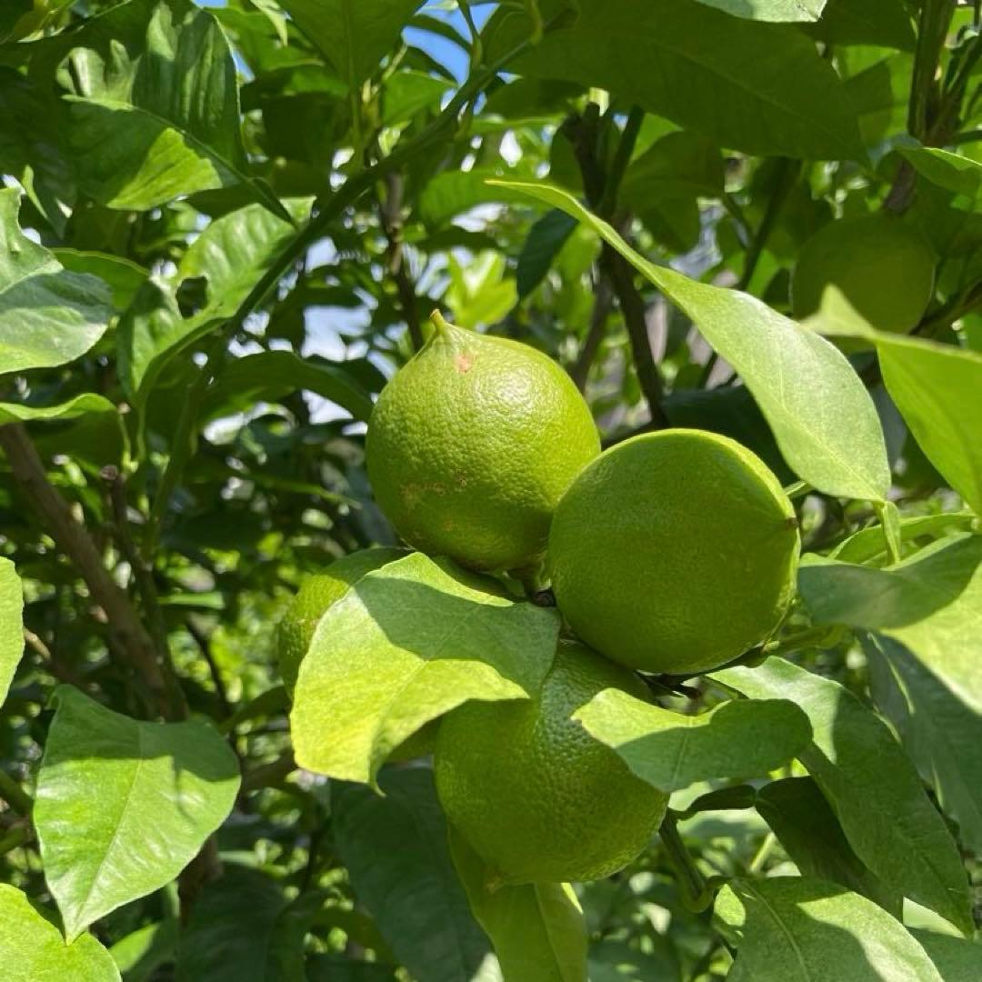 国産ベルガモットオレンジ香りが強い露地栽培約9kg 送料込み 【A品】L〜LL