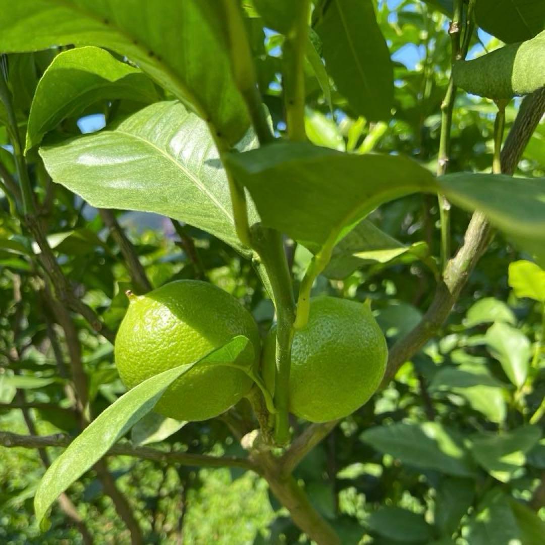 国産ベルガモットオレンジ香りが強い露地栽培約9kg 送料込み 【A品】L〜LL