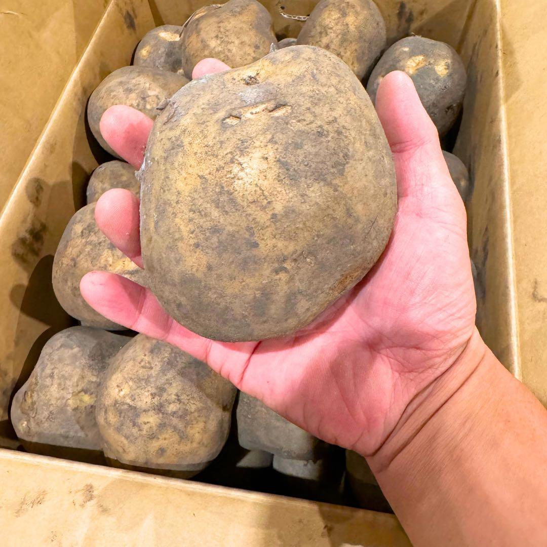 ジャンボサイズ　30kg じゃがいも　26