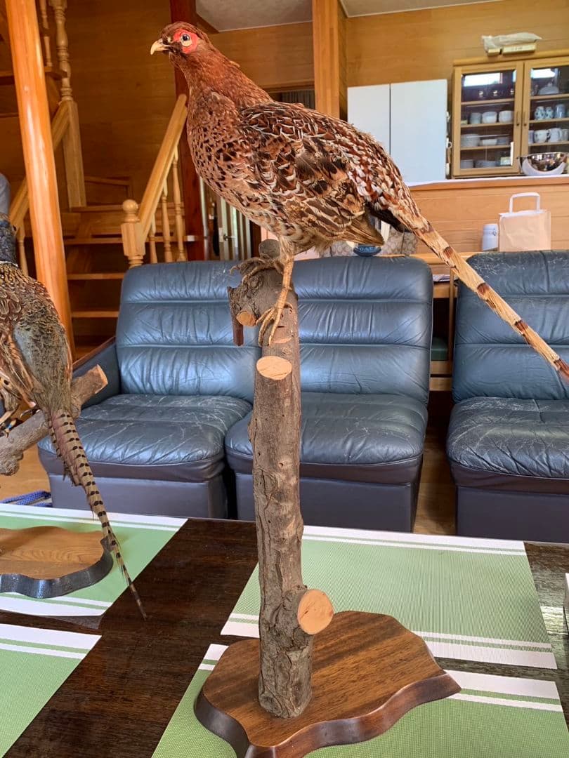 キジ １対　剥製 雉　セット