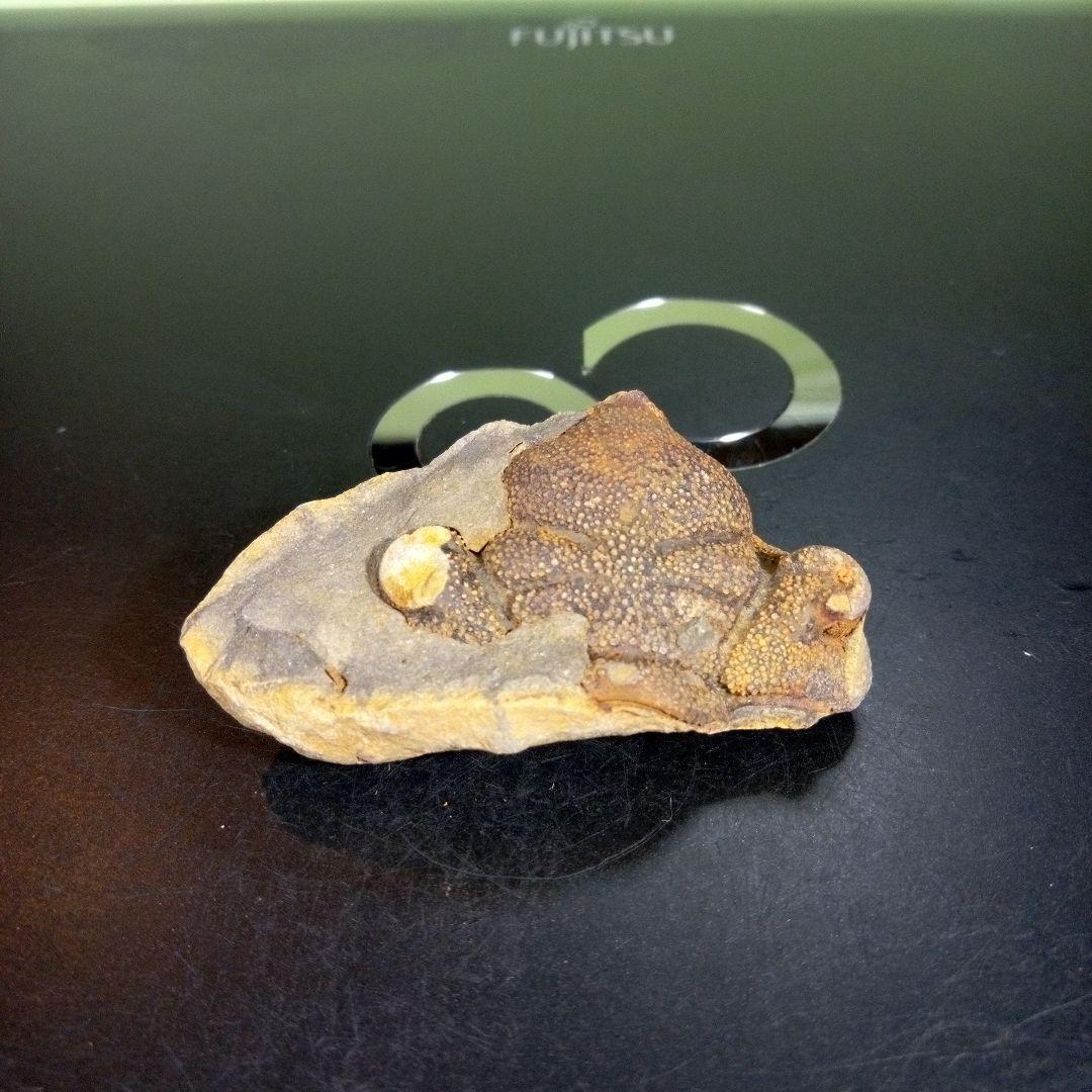 三葉虫　化石　fossil　海　ボリビア産　trilobite　ボリビア化石郡⑨