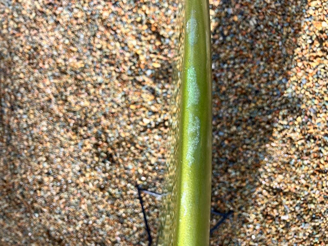 mumutaroCreamクリームファットキャット　9'8 剥離シーコング