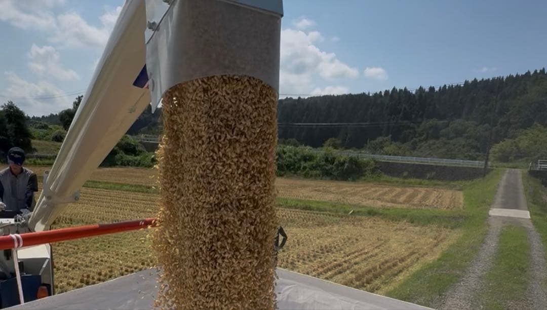 新潟県産 コシヒカリ　白米　10㎏