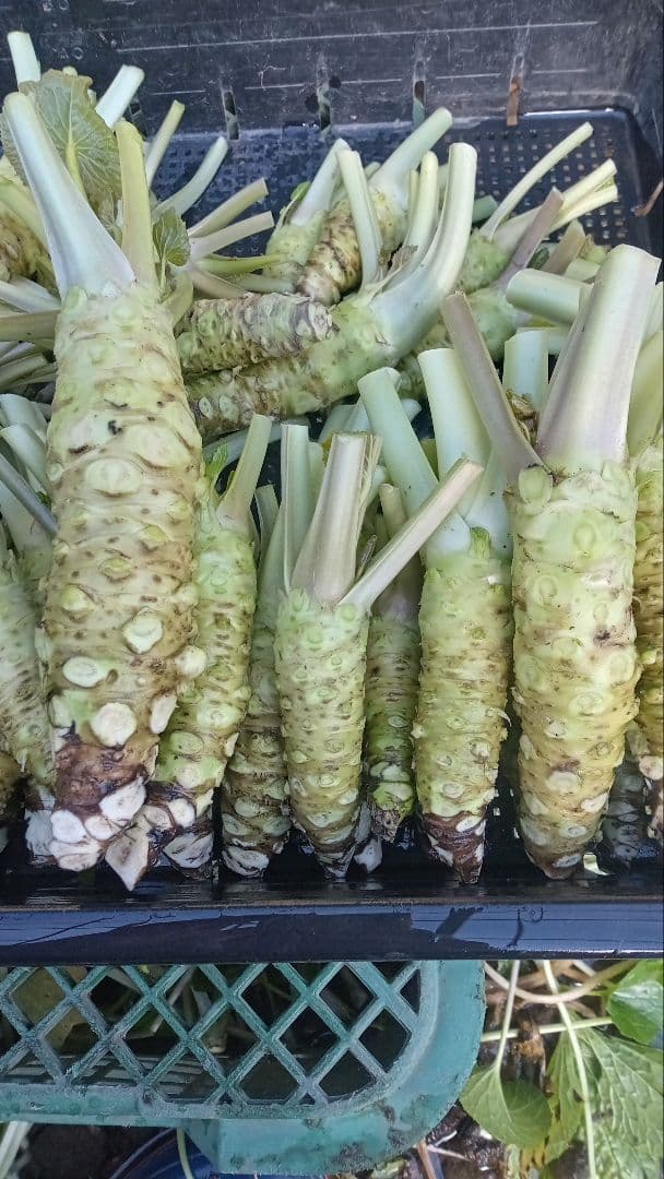 生わさび　大小混合　1kg分