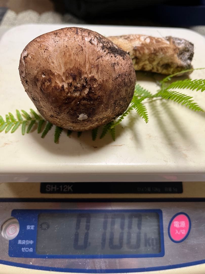 【大阪泉州産】天然松茸 良品☆1本100g国産