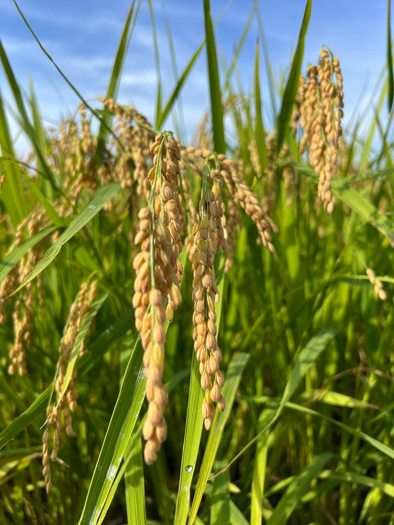 【令和7年産】【一等米】新潟県産従来品種コシヒカリ精米(白米)10kg B①