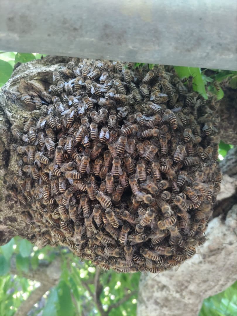 新蜜　日本みつばちの百花蜜（１年物）㊸　550ｇ✕4本（2.2㎏）
