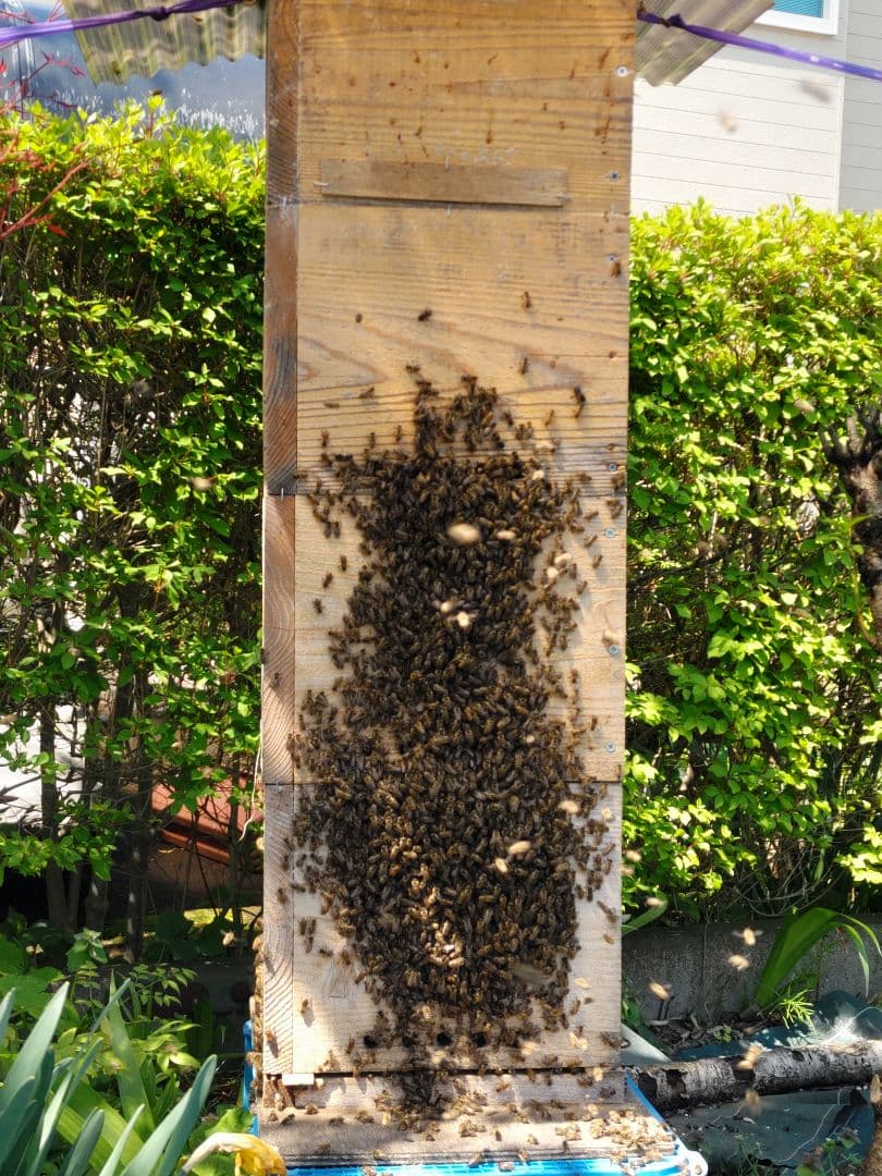 新蜜　日本みつばちの百花蜜（１年物）㊸　550ｇ✕4本（2.2㎏）