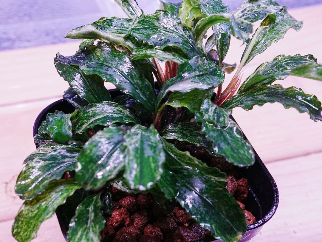 ブセファランドラspグリーンウェービー班入り　水上葉　無農薬　バリエガータ