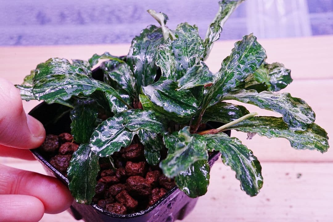 ブセファランドラspグリーンウェービー班入り　水上葉　無農薬　バリエガータ