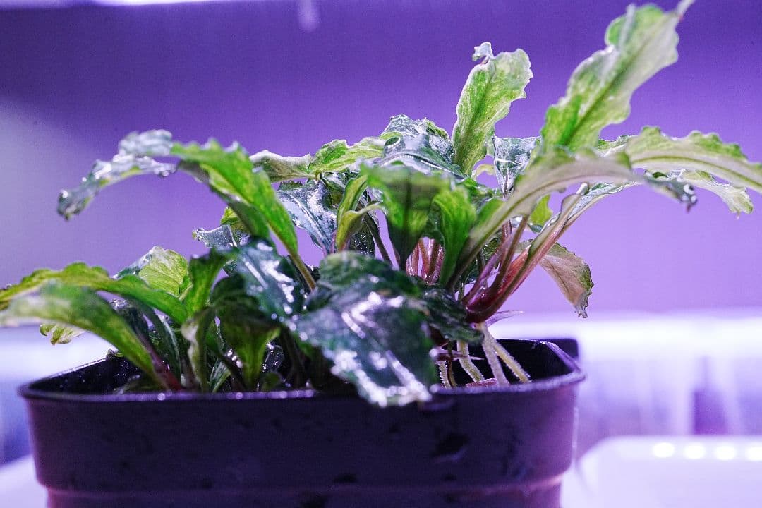 ブセファランドラspグリーンウェービー班入り　水上葉　無農薬　バリエガータ