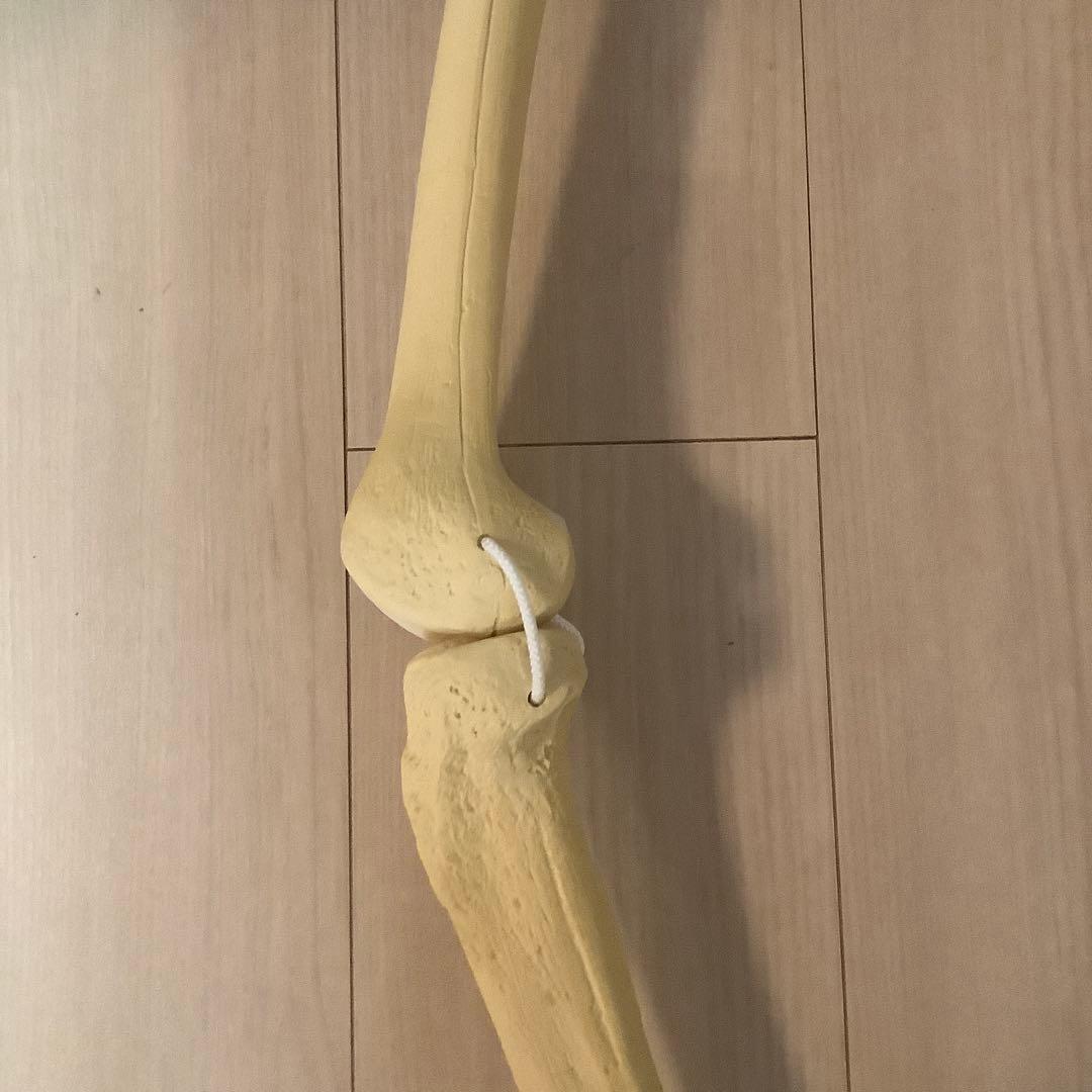 人体模型 骨格 大腿骨　脛骨