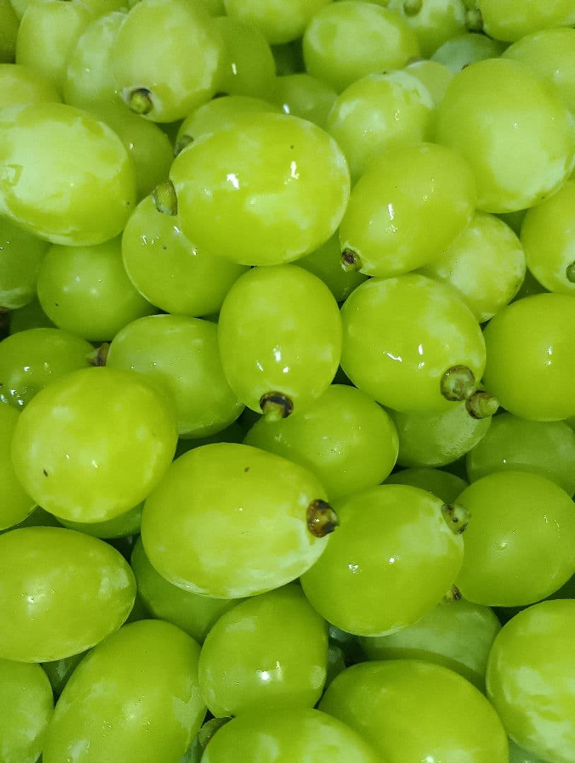 シャインマスカット大粒グリーン多め入り5キロ粒パック入りになります。