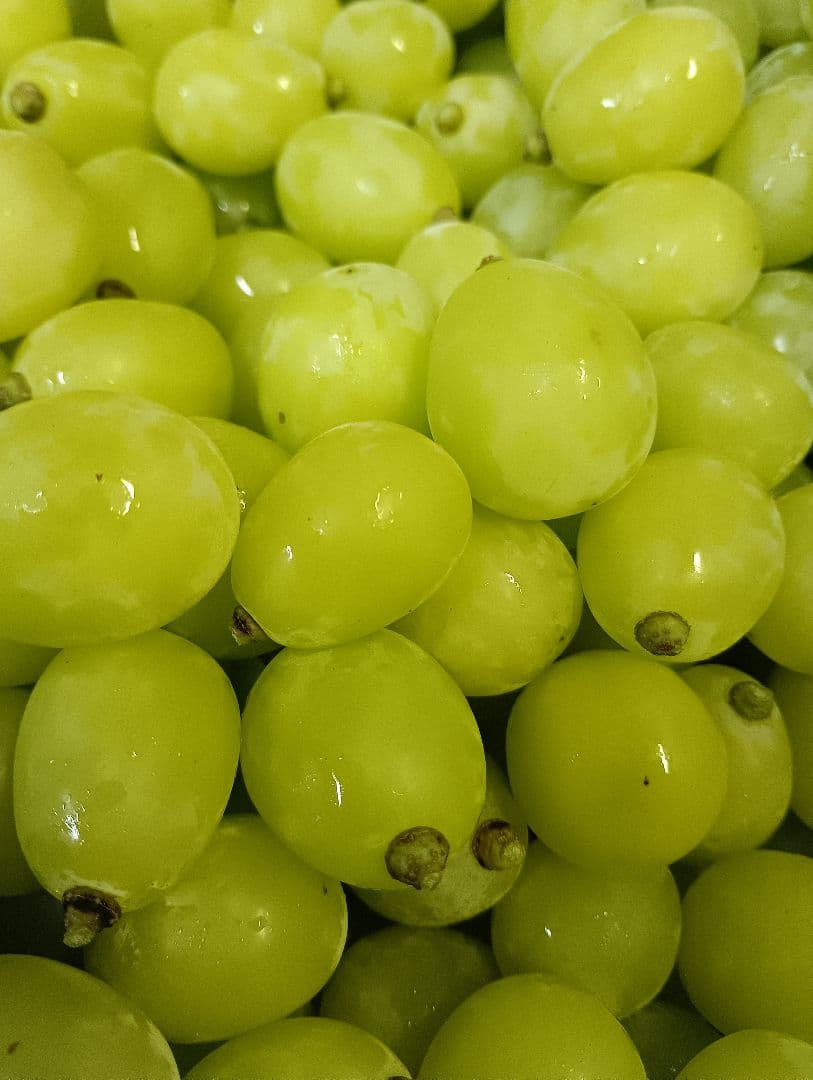 シャインマスカット大粒グリーン多め入り5キロ粒パック入りになります。