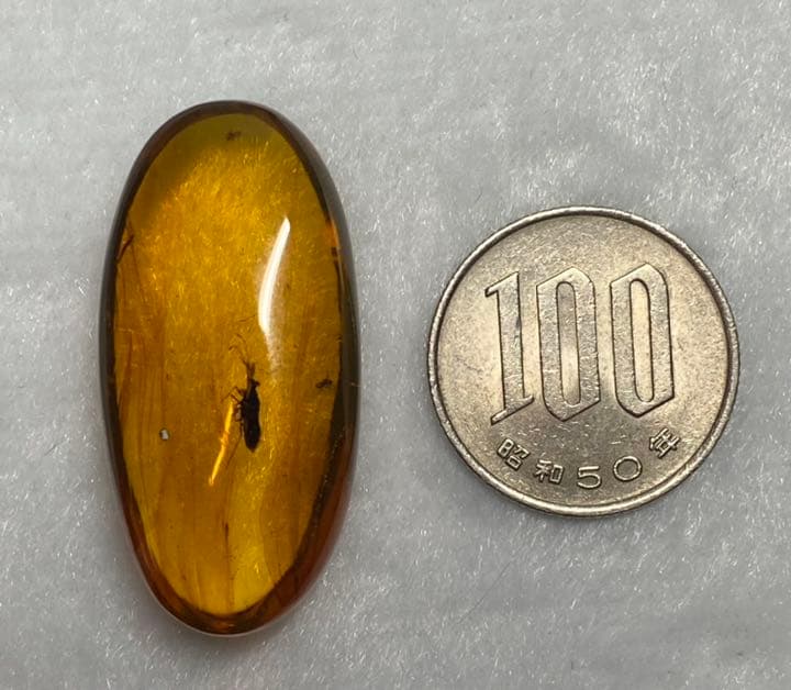 アンバー 琥珀 カメムシ 昆虫  コレクション 天然石 虫入り 価値上がる